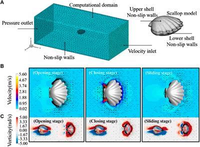 Optimal design and development of a fast steering robot inspired by scallops